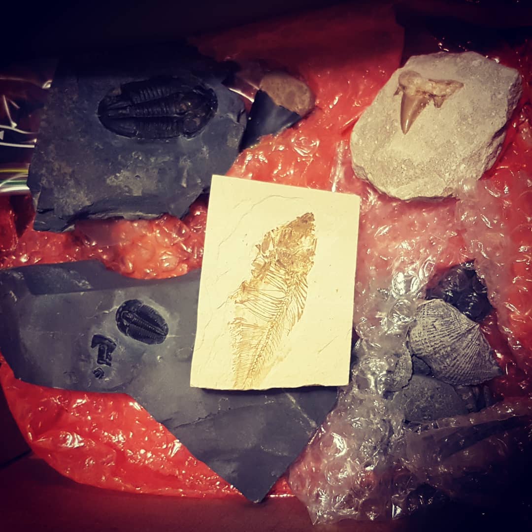 Always exciting getting some fossils in the mail!   