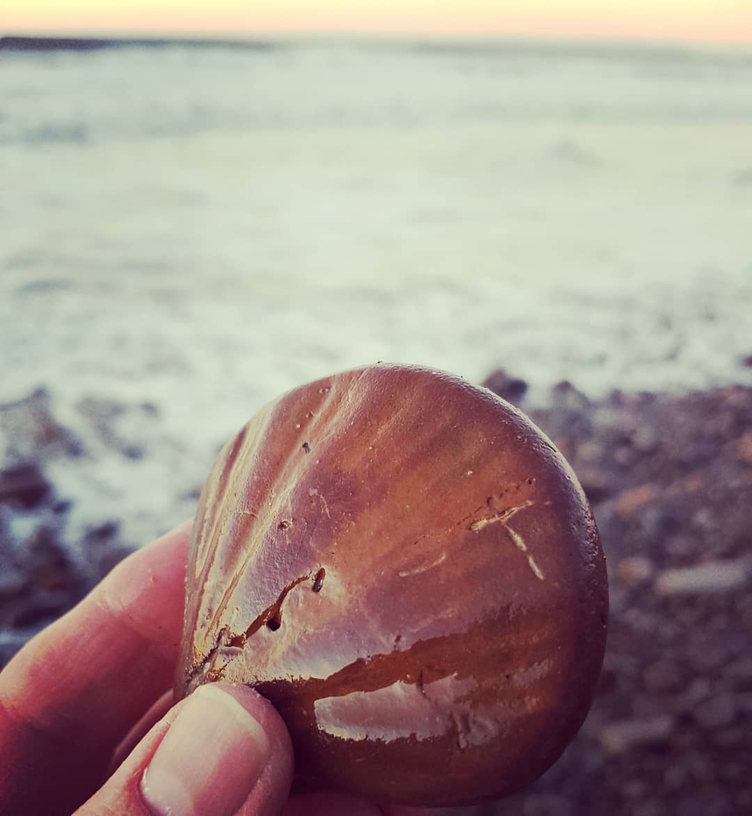 Interior mould of a scallop type fossil I found this morning early.    