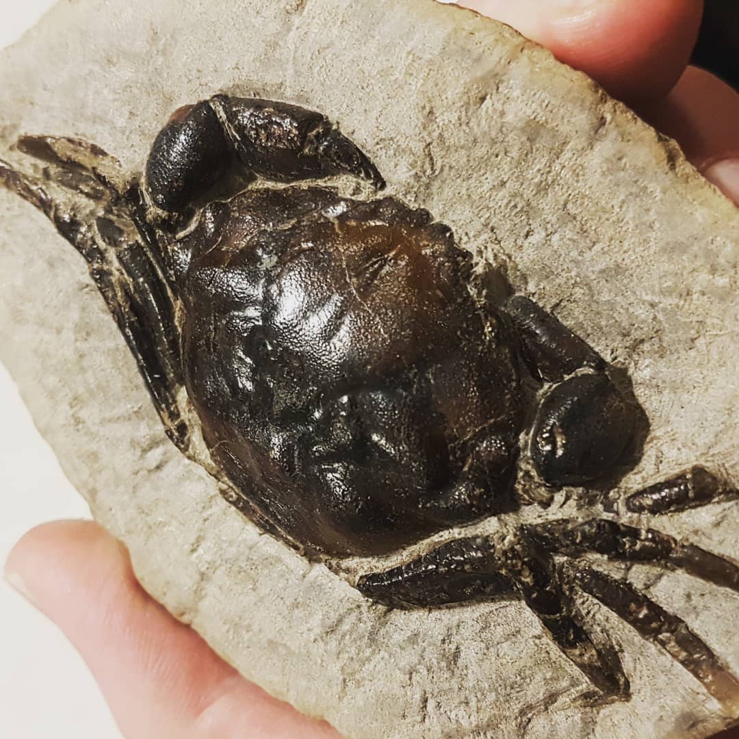 New species for my collection. A vulgaris crab collected by a friend of mine in Washington State.    # fossil 