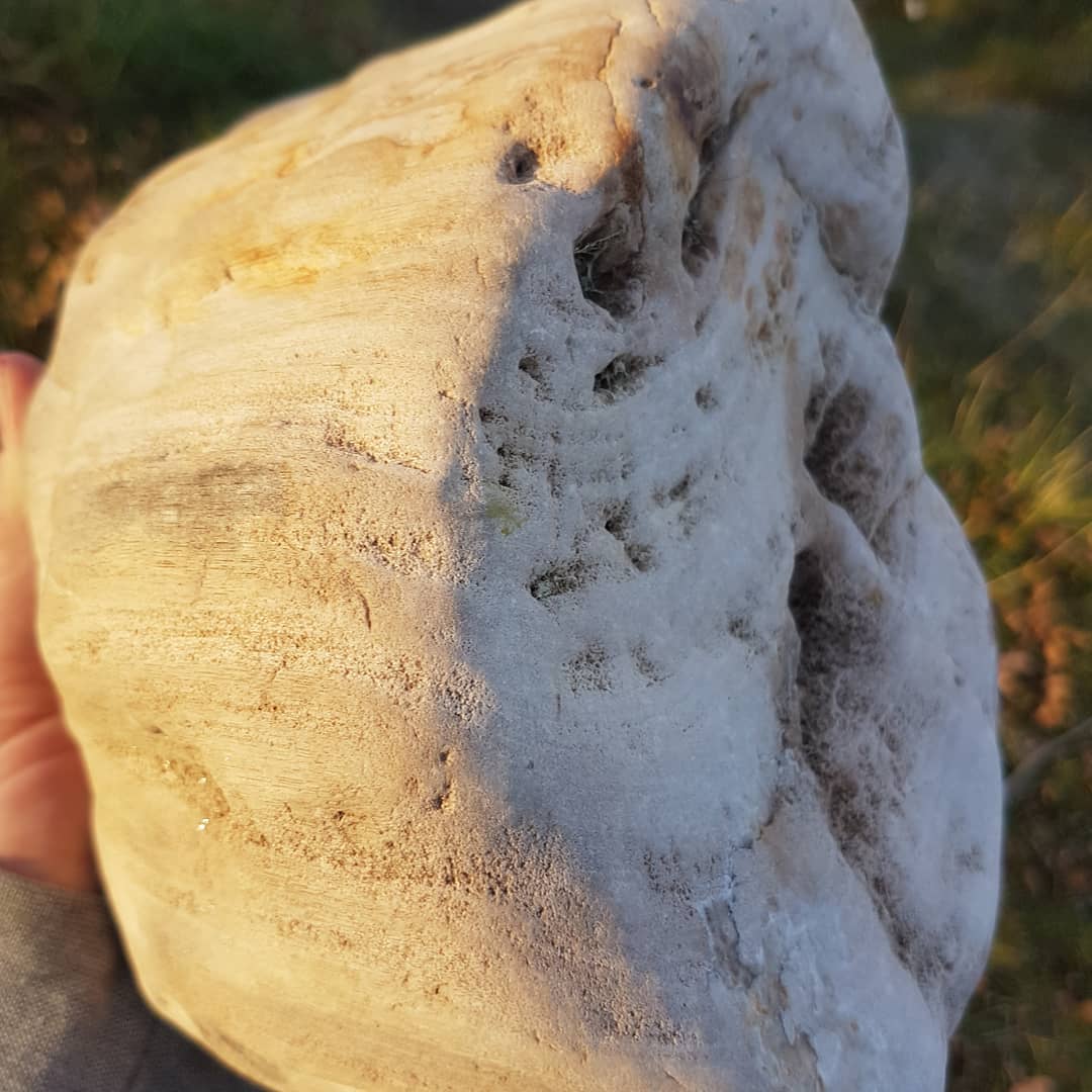 Found a big piece of petrified wood in my local river. Unsure of the species 