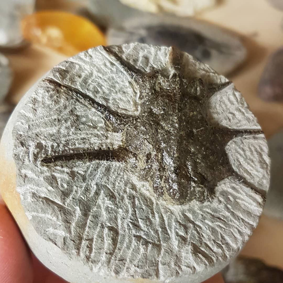 My first Actinotocarcinus chidgeyi prep. What a weird looking crab! Challenging to prep as well as those spikes are fragile. Full fossil prep is on my YouTube, link in my bio.

This Actinotocarcinus is rare and only the second I have found and by far the most complete.

             