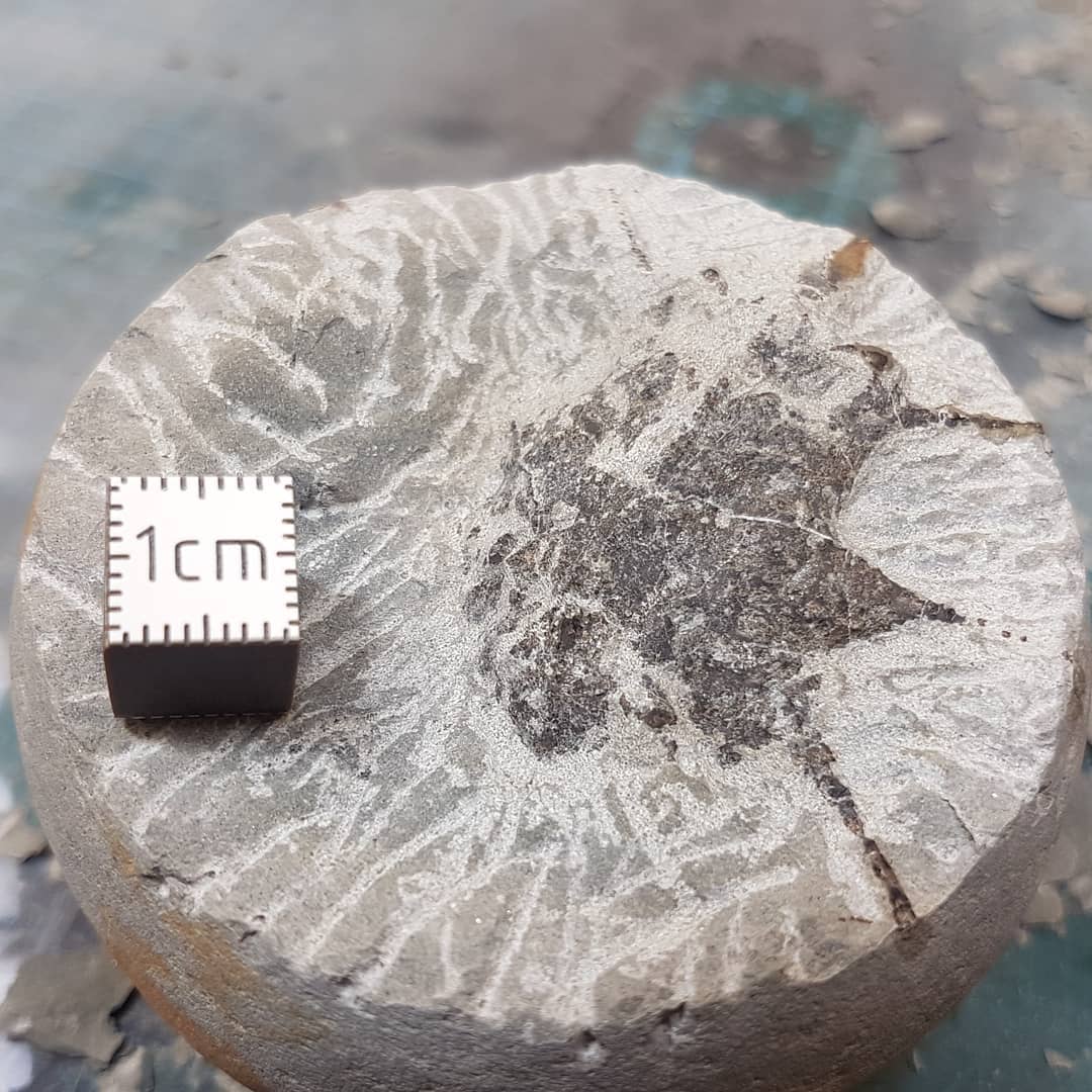 My first Actinotocarcinus chidgeyi prep. What a weird looking crab! Challenging to prep as well as those spikes are fragile. Full fossil prep is on my YouTube, link in my bio.

This Actinotocarcinus is rare and only the second I have found and by far the most complete.

             