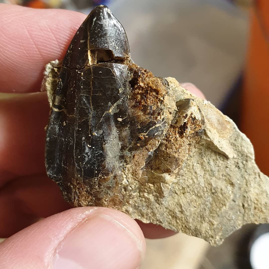 Swipe to see the end result... my first cetacean tooth and its a chunky one! I found it exploring one day but it was too fragile to remove so I came back with some consolidant to strengthen it.

Age wise, I think it is Oligocene. As for the species, I'm not sure 🤔 maybe someone out there knows? It has two cusps on the one side, but none on the other.

I donated it to Te Papa and will update as soon as they come back with some more info.

                
