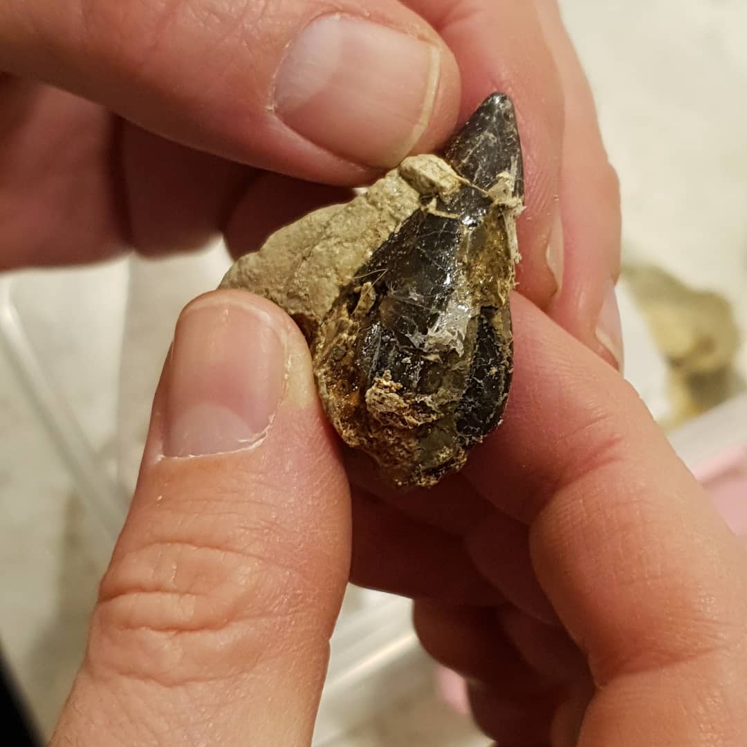 Swipe to see the end result... my first cetacean tooth and its a chunky one! I found it exploring one day but it was too fragile to remove so I came back with some consolidant to strengthen it.

Age wise, I think it is Oligocene. As for the species, I'm not sure 🤔 maybe someone out there knows? It has two cusps on the one side, but none on the other.

I donated it to Te Papa and will update as soon as they come back with some more info.

                