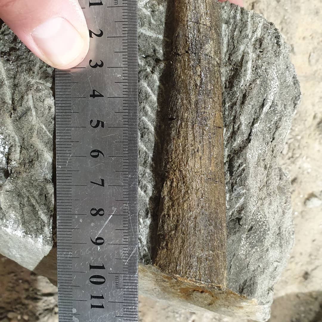 Update: might be something like a Protosphyraena rostrum 😃🐟

A quick fossil prep of a bit of Cretaceous bone this evening. I thought it was a bit of rib at first but the taper doesn't look quite right 🤔 

Let me know if you recognize it. The cross section shows some really thick walls as well.

             