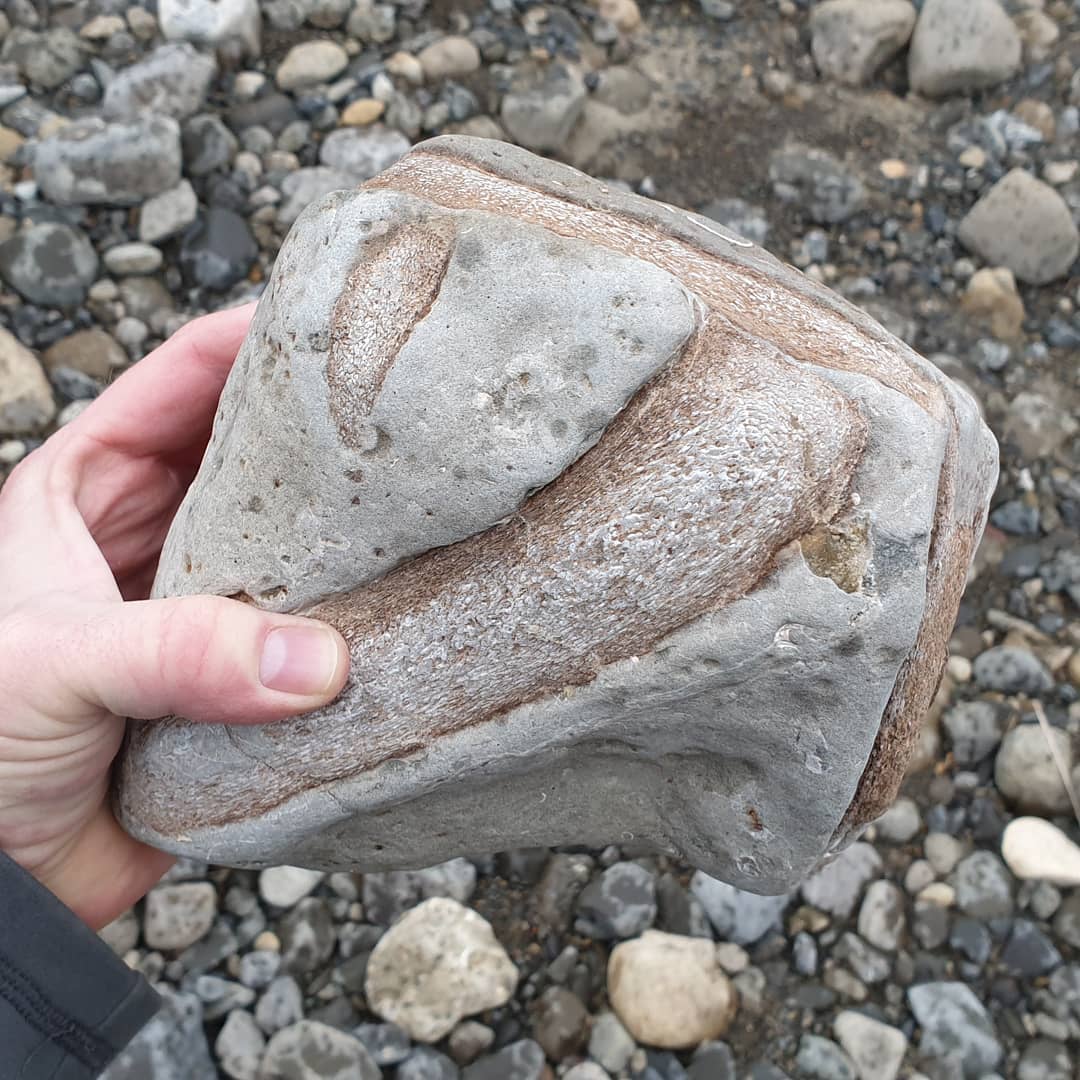A chunky bone block I found today while I was out exploring a new area a bit more south of me. Not sure of the age but I'm 90% sure it's late Miocene or younger. Perhaps cetacean bones? 

            