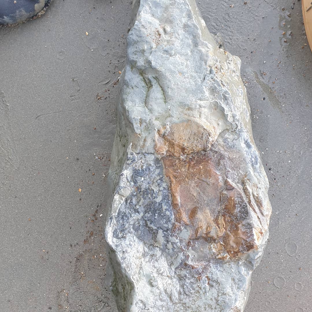 I found another section of what I suspect is part of a cetacean skull. I have another very similar concretion which had a section of squamosal and an earbone in it, hopefully this one does too! Some very dense bone in there for sure. I'm not sure if that is a bit of earbone peeking out in the one photo.

I'll have to go back as there are 3 other pieces of it as well 😆

           
