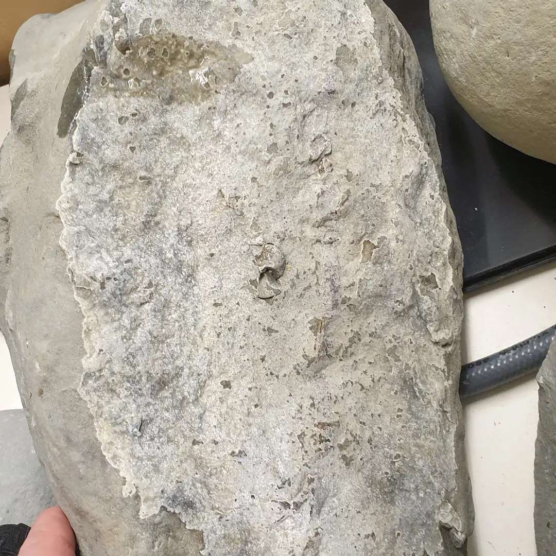 This bit of bone had a layer of what I suspect is calcite over the top of it making it really hard to see any detail. A vinegar bath made quick work of it though! Swipe to see the result.

         