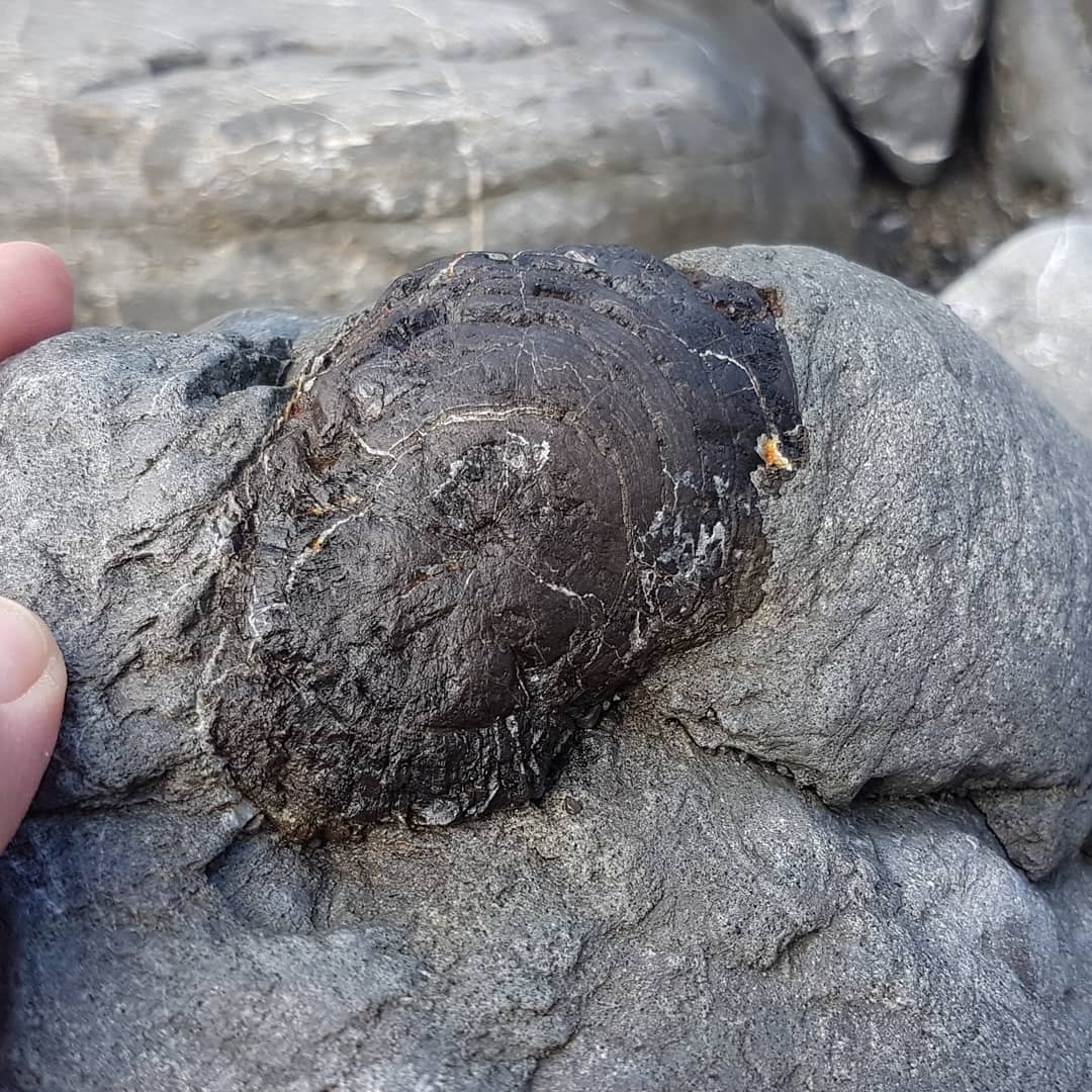 An amazing piece of petrified wood still in the matrix, it's a nice little round as well 😁 Cretaceous in age and beautifully preserved 🌳

         