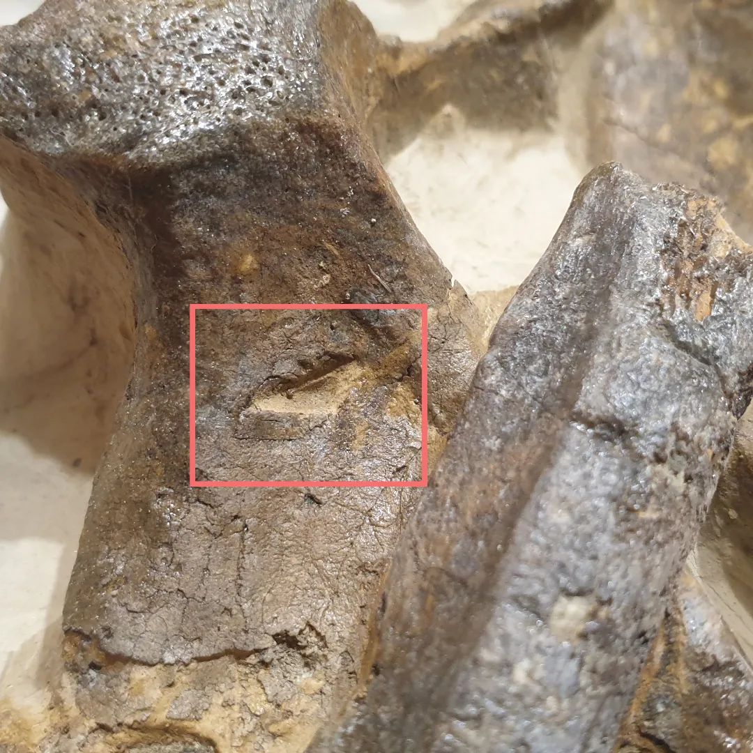 I'm wondering if this triangular hole could be some feeding damage? It's on a Miocene vertebra block I just finished prepping.        