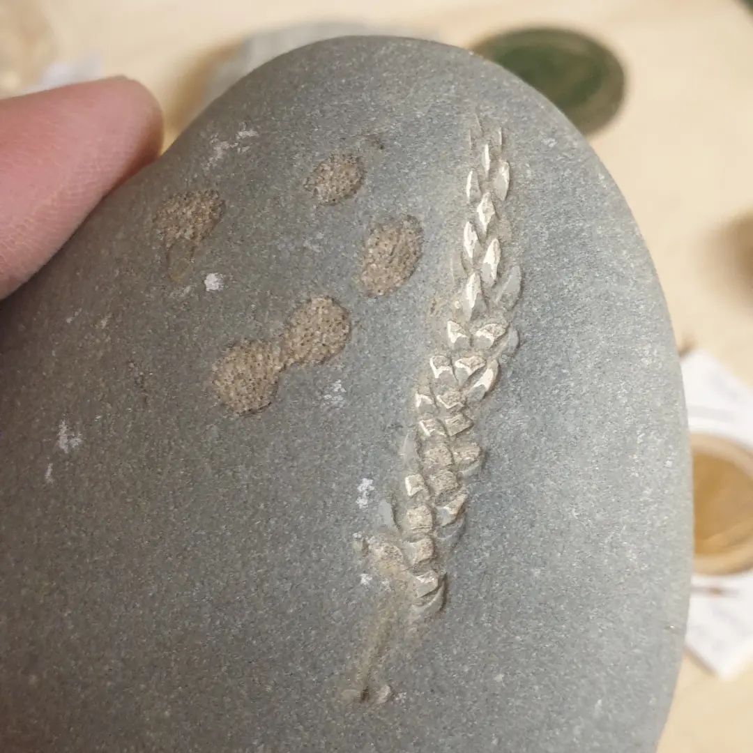 I think I might have found another  Norfolk Pine leaf at this mid-Miocene, mid-shelf siltstone deposit. It's very similar to my previous one.

Quite amazing that something so delicate can leaf a fossil and survive being tumbled along the beach.

        