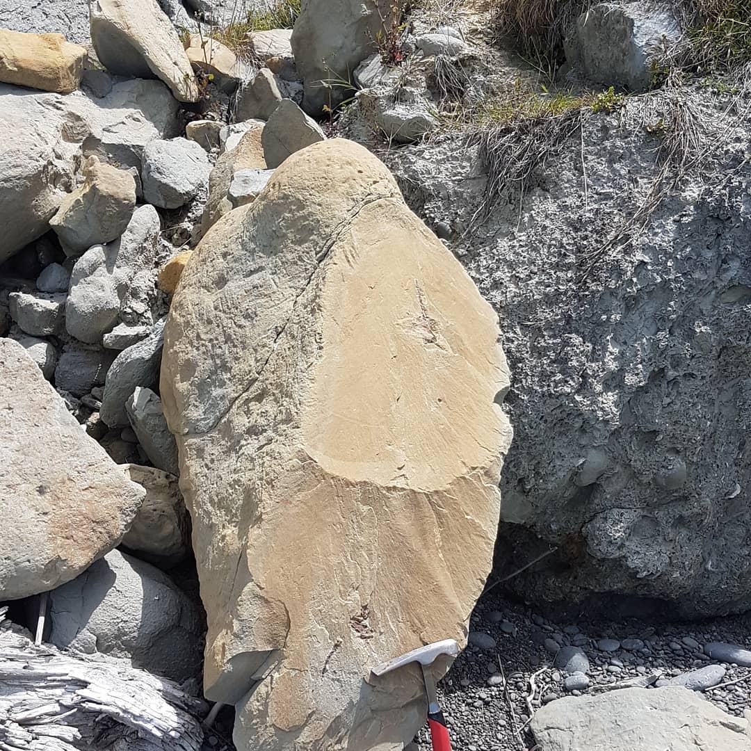 First big fossil of 2021 😀 its only 10km from the closest road 😂 looks to be a big vertebra and some ear bones in this page block. Guessing some kind of whale given the size of that vert. Happy 2021 everyone! Hope it brings some great fossils!

        