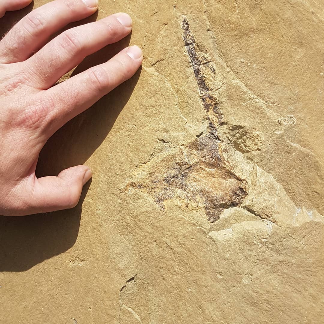 First big fossil of 2021 😀 its only 10km from the closest road 😂 looks to be a big vertebra and some ear bones in this page block. Guessing some kind of whale given the size of that vert. Happy 2021 everyone! Hope it brings some great fossils!

        