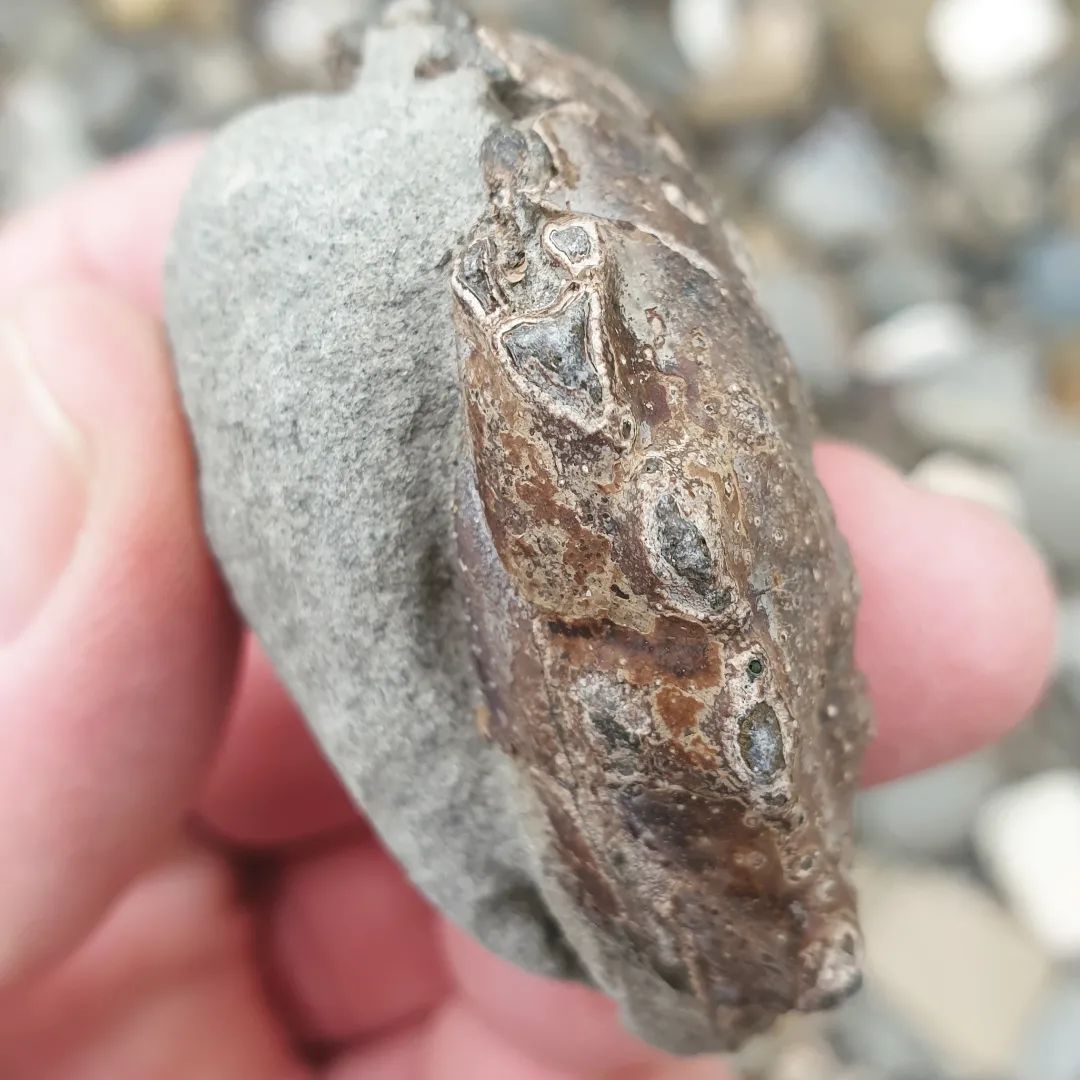 My only fossil I found during a 4 hour hunt, a tiny crab carapace. Looks to be a Trichopeltarion greggi missing it's legs and claws.      