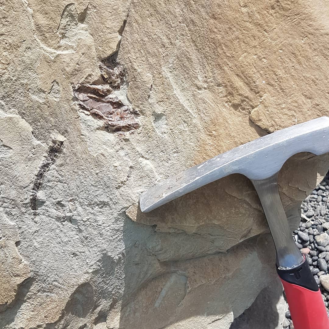 First big fossil of 2021 😀 its only 10km from the closest road 😂 looks to be a big vertebra and some ear bones in this page block. Guessing some kind of whale given the size of that vert. Happy 2021 everyone! Hope it brings some great fossils!

        