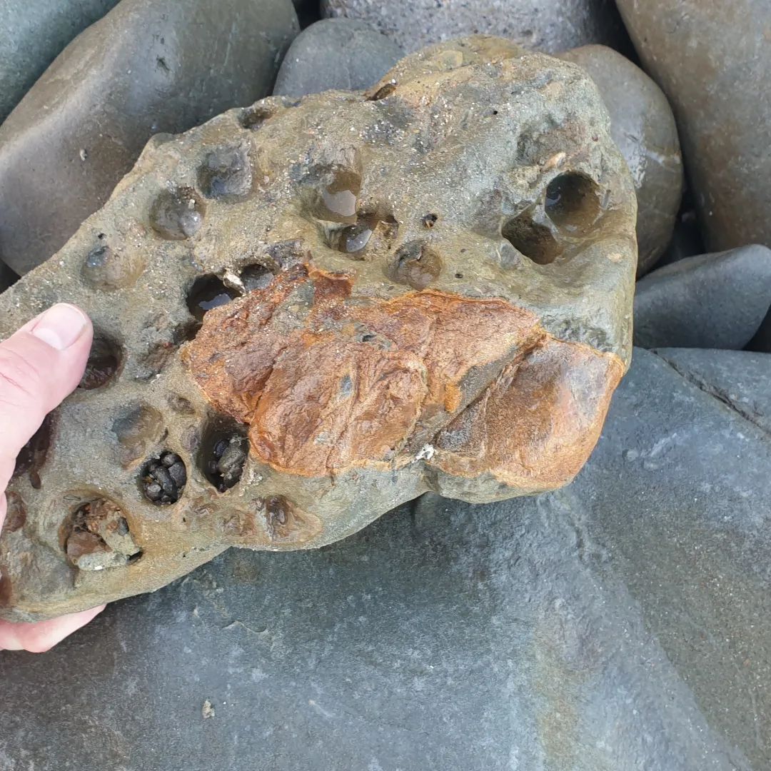 I found this cool fragment of bone today. It's a bit worn but it reminded me of the texture that the ear bone I prepped recently had. That almost resin-like look. I brought it home for a closer look and maybe prep.

       