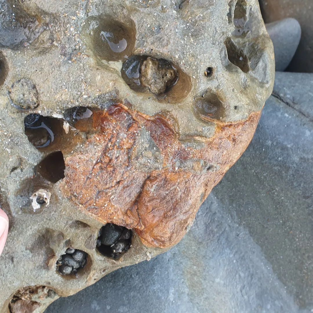 I found this cool fragment of bone today. It's a bit worn but it reminded me of the texture that the ear bone I prepped recently had. That almost resin-like look. I brought it home for a closer look and maybe prep.

       