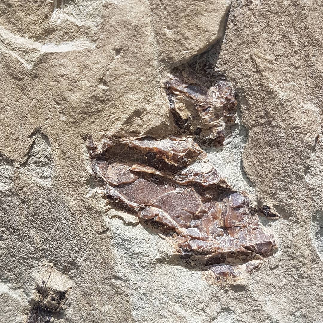 First big fossil of 2021 😀 its only 10km from the closest road 😂 looks to be a big vertebra and some ear bones in this page block. Guessing some kind of whale given the size of that vert. Happy 2021 everyone! Hope it brings some great fossils!

        