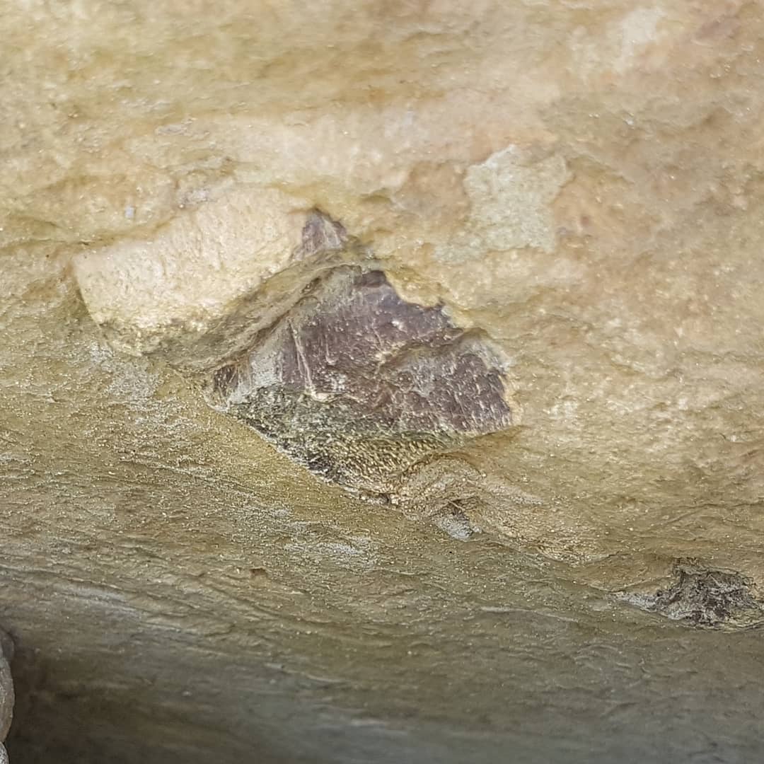 First big fossil of 2021 😀 its only 10km from the closest road 😂 looks to be a big vertebra and some ear bones in this page block. Guessing some kind of whale given the size of that vert. Happy 2021 everyone! Hope it brings some great fossils!

        