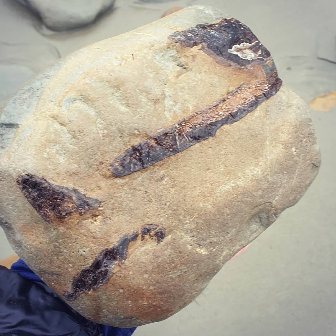 Soaking wet but very happy with this bone block I found! @paleo_craig and I braved the storm to see what was being washed up and found a few bits and pieces.

Amazing colours in the bone, oranges and blacks and everything in between. It must have been from quite a large animal... whale, dolphin? Maybe even a seal. There's not all that much left but might be worth a bit of a prep.

            