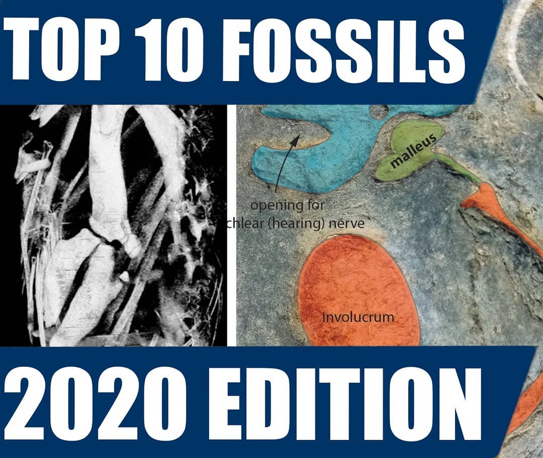 My top 10 fossils of 2020 video is up 😁 Link in my bio. It includes an update on the penguin @paleo_craig found as well as the whale skull. Thanks for a great fossil year! Time to take it up a notch in 2021 😀

              