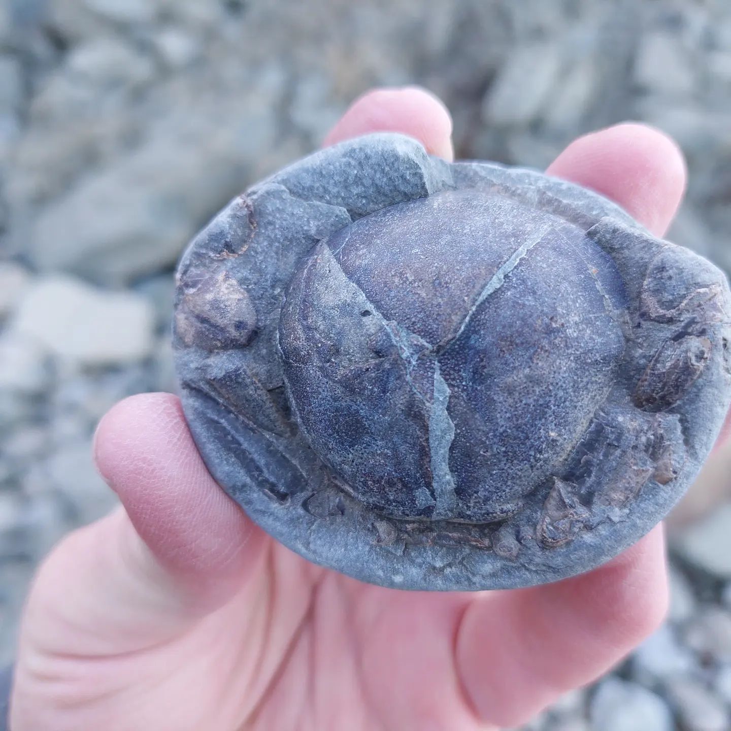 The cutest tiny fossil crab I found today!     