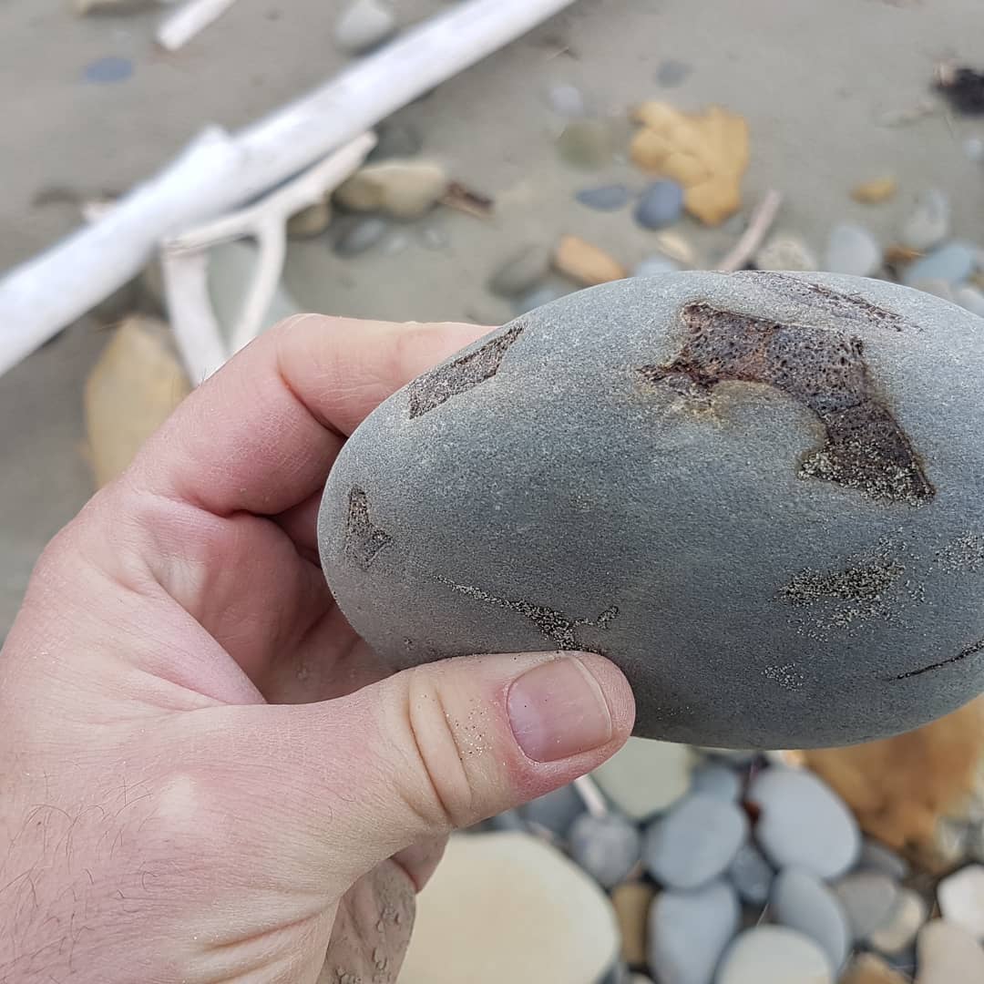 I LOVE finding bone clusters! It's like a puzzle you have to try and figure out 😁 this one looks like it needs a bit of prep work to reveal its secrets. Maybe even bits of penguin in there 🐧

        