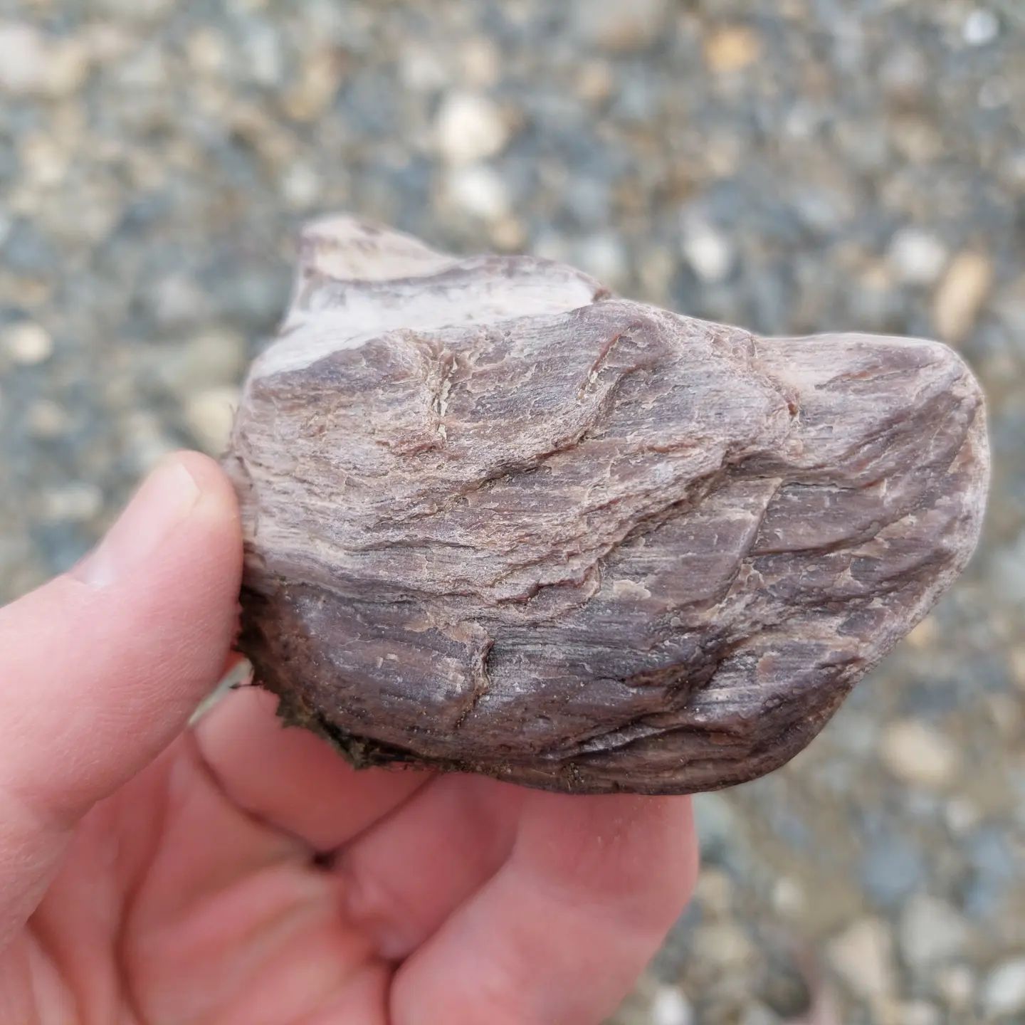 Some petrified wood I found today in North Canterbury, all very different looking.     