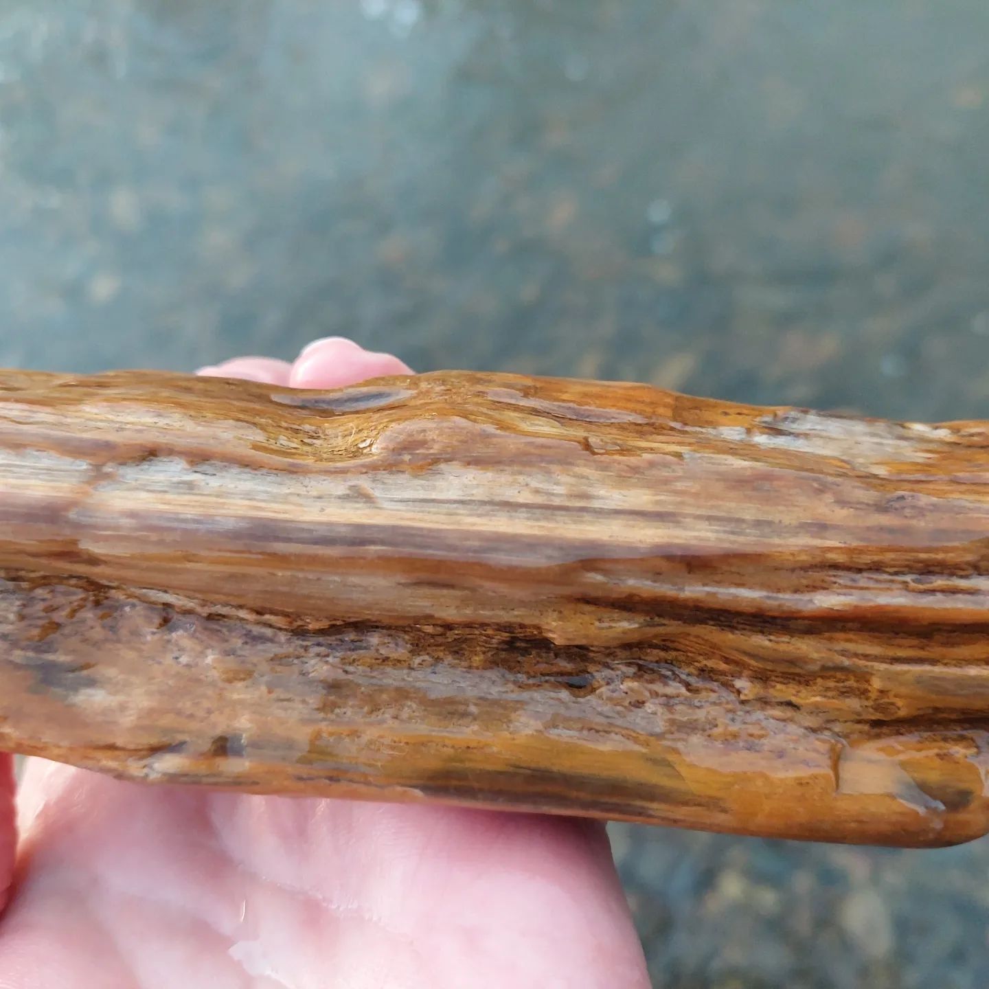 An amazing piece of petrified wood I found in a stream today. I thought it was a modern piece of wood till I picked it up and felt how heavy it was!     