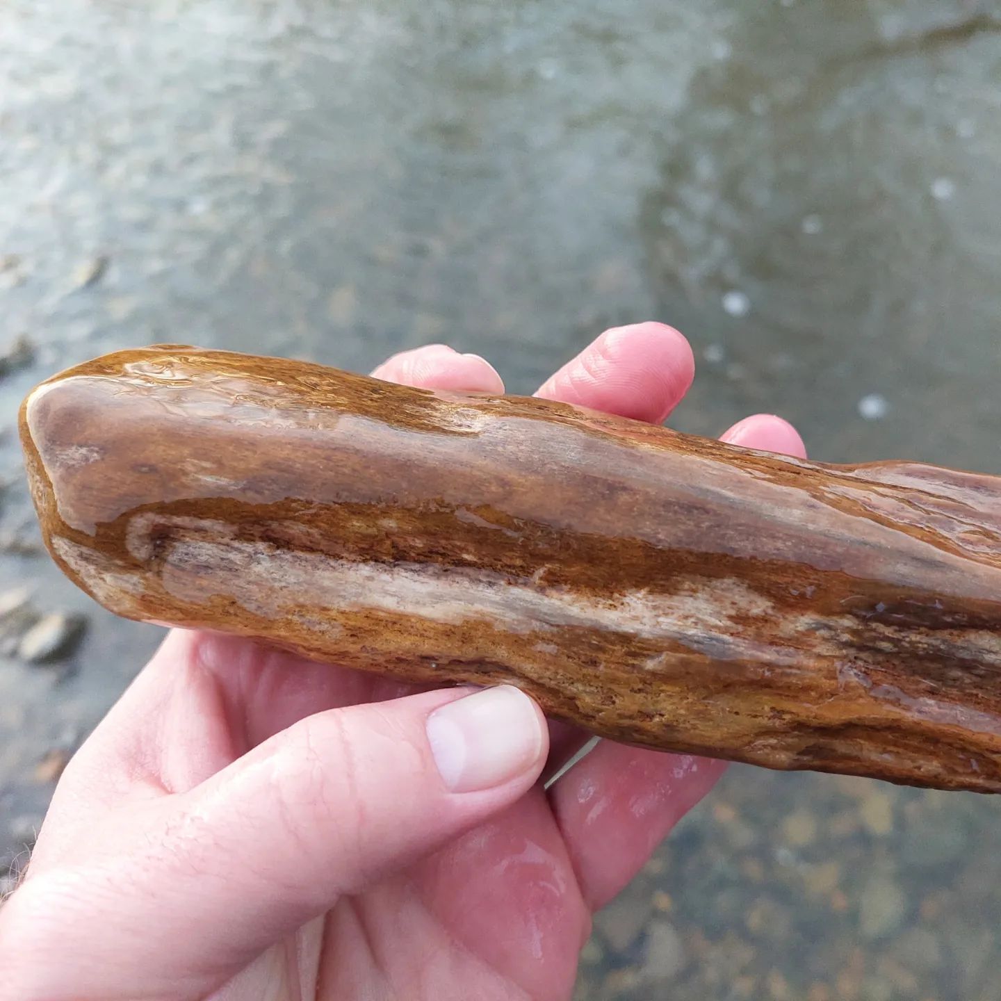 An amazing piece of petrified wood I found in a stream today. I thought it was a modern piece of wood till I picked it up and felt how heavy it was!     