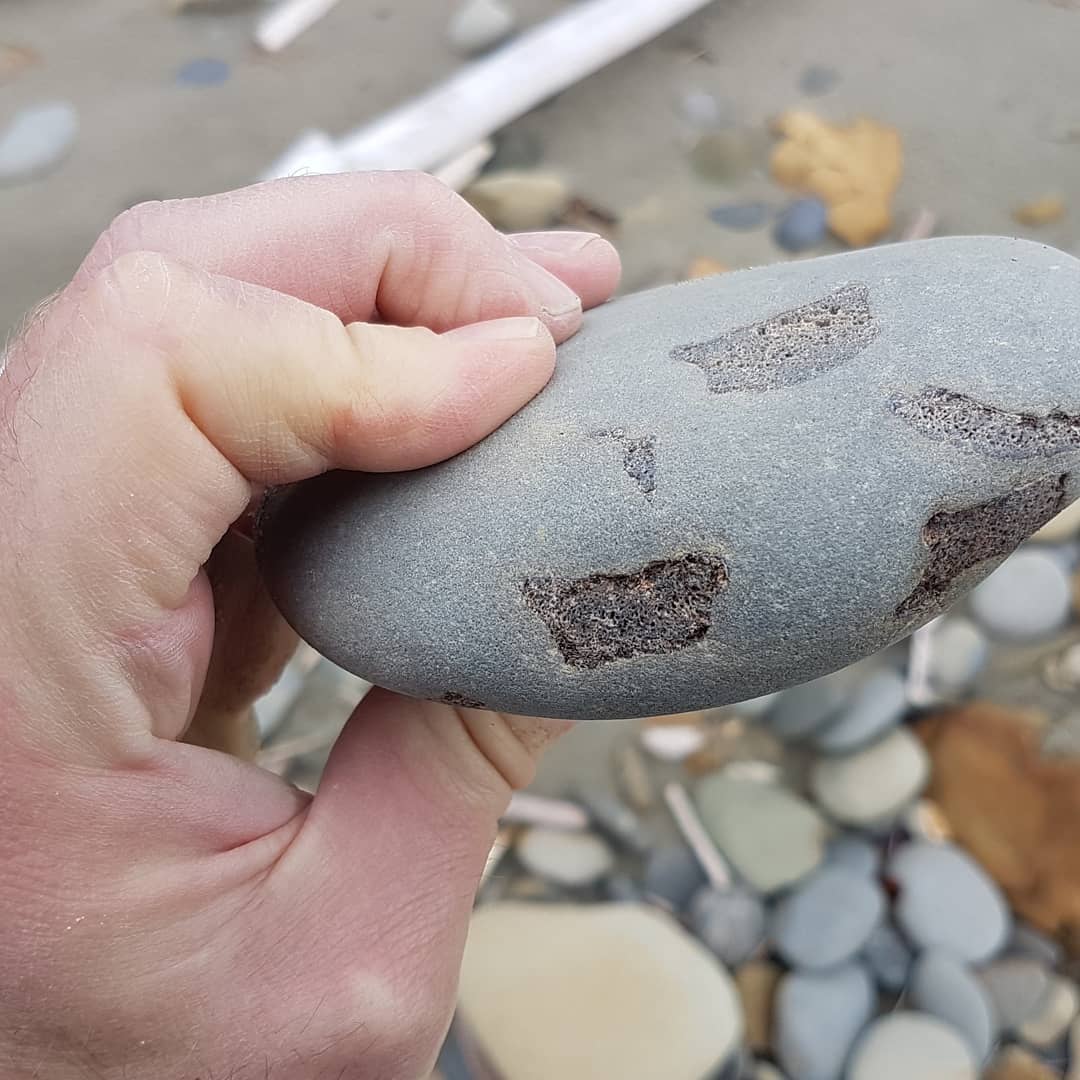 I LOVE finding bone clusters! It's like a puzzle you have to try and figure out 😁 this one looks like it needs a bit of prep work to reveal its secrets. Maybe even bits of penguin in there 🐧

        