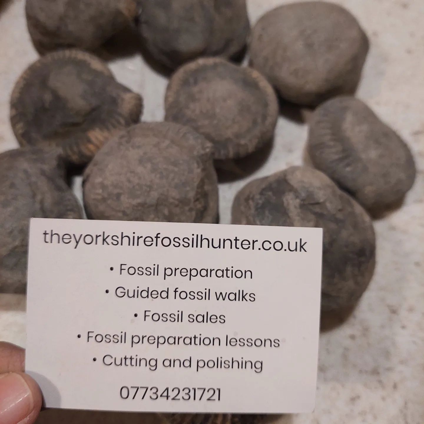 I'm excited to try and prep these ammonites! Thanks so much @yorkshire_fossil_hunter 😀 Keep an eye out for a future prep video.    