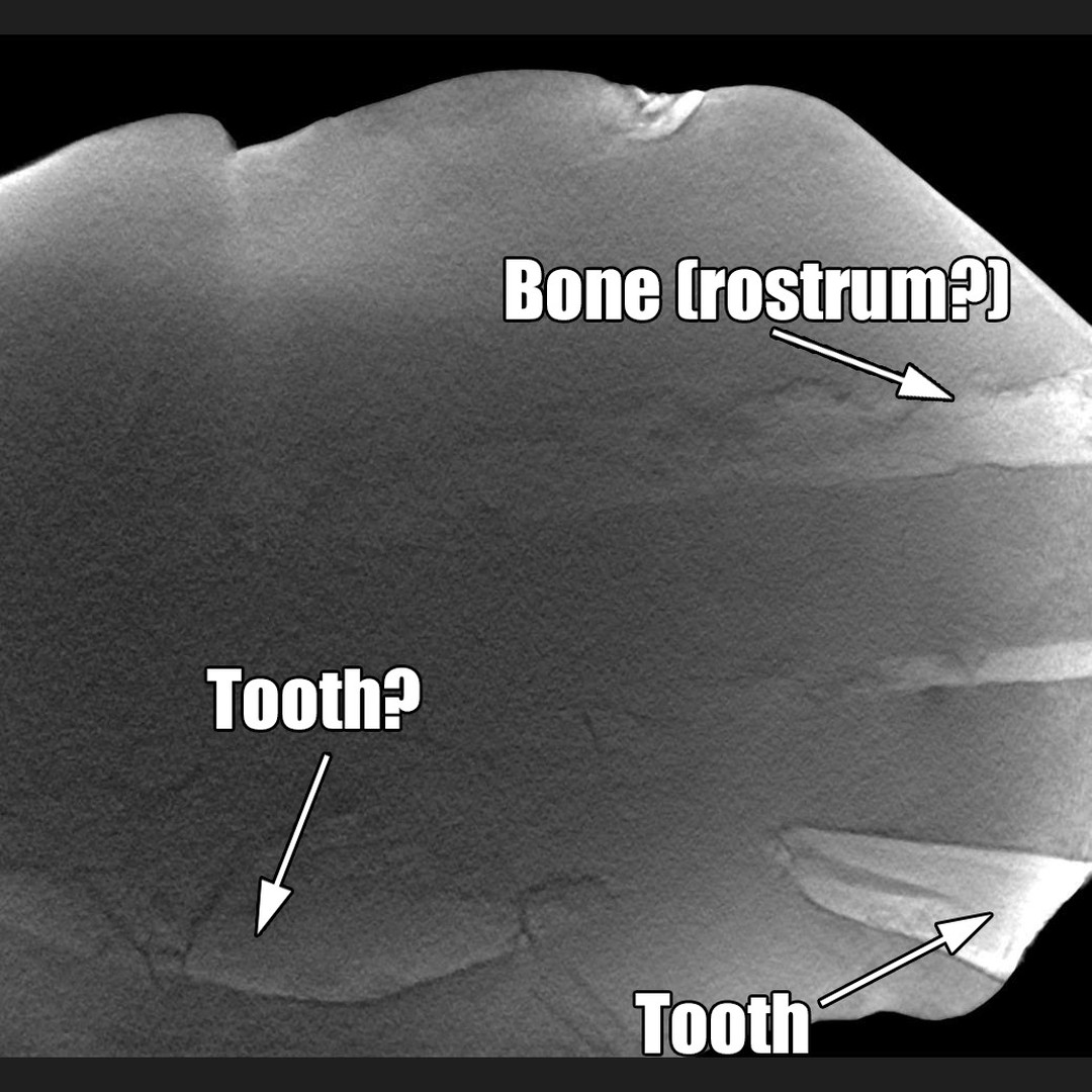 Here are some frames I took from a video of the scan of some cetacean teeth I found in a concretion. It was scanned by a beam of neutrons at ANSTO as traditional x-rays aren't powerful enough to penetrate this dense rock from what I understand.

Keep an eye on my YouTube channel for the full video, it's pretty mind-blowing footage! 

This is going to help me prep the concretion as I now have a map of where the teeth and bones are in the rock.

      