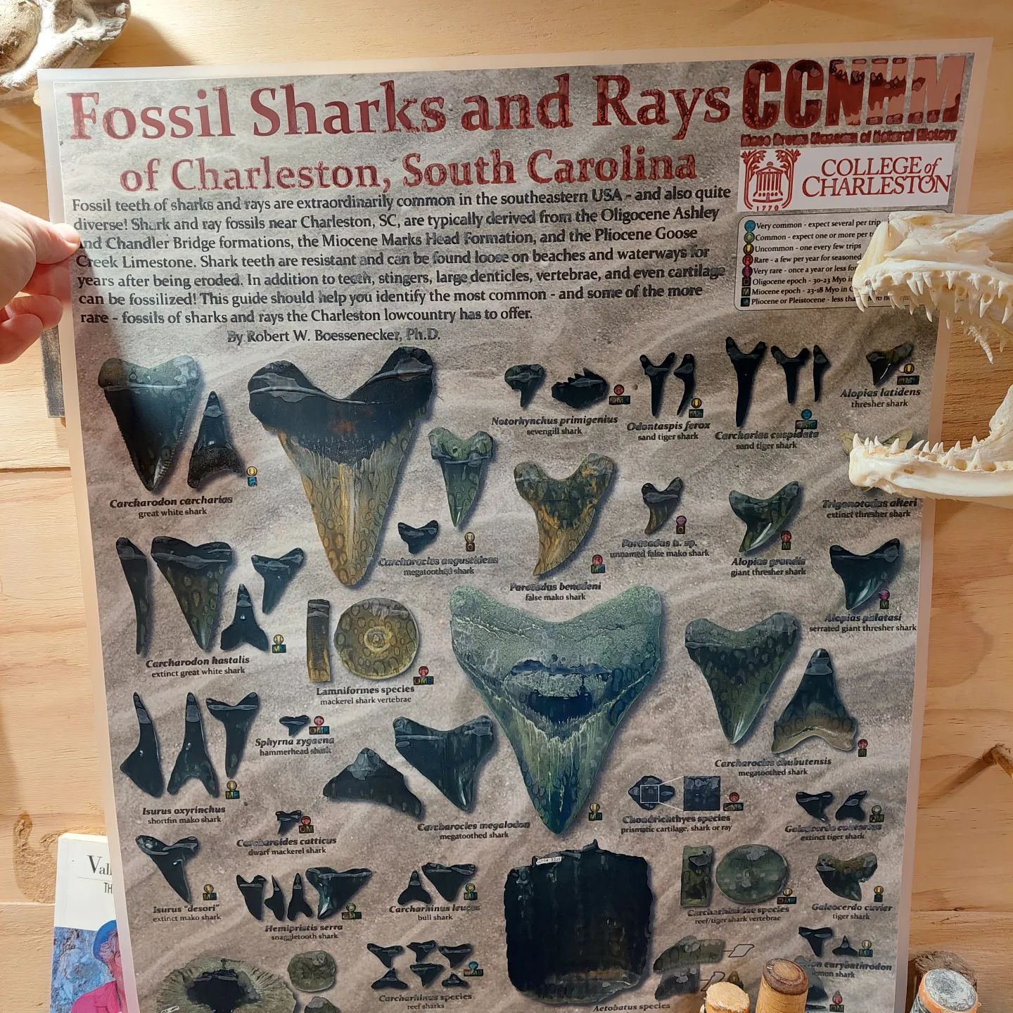 My fossil shark poster arrived today! Thanks @cofcnaturalhistory 😀   