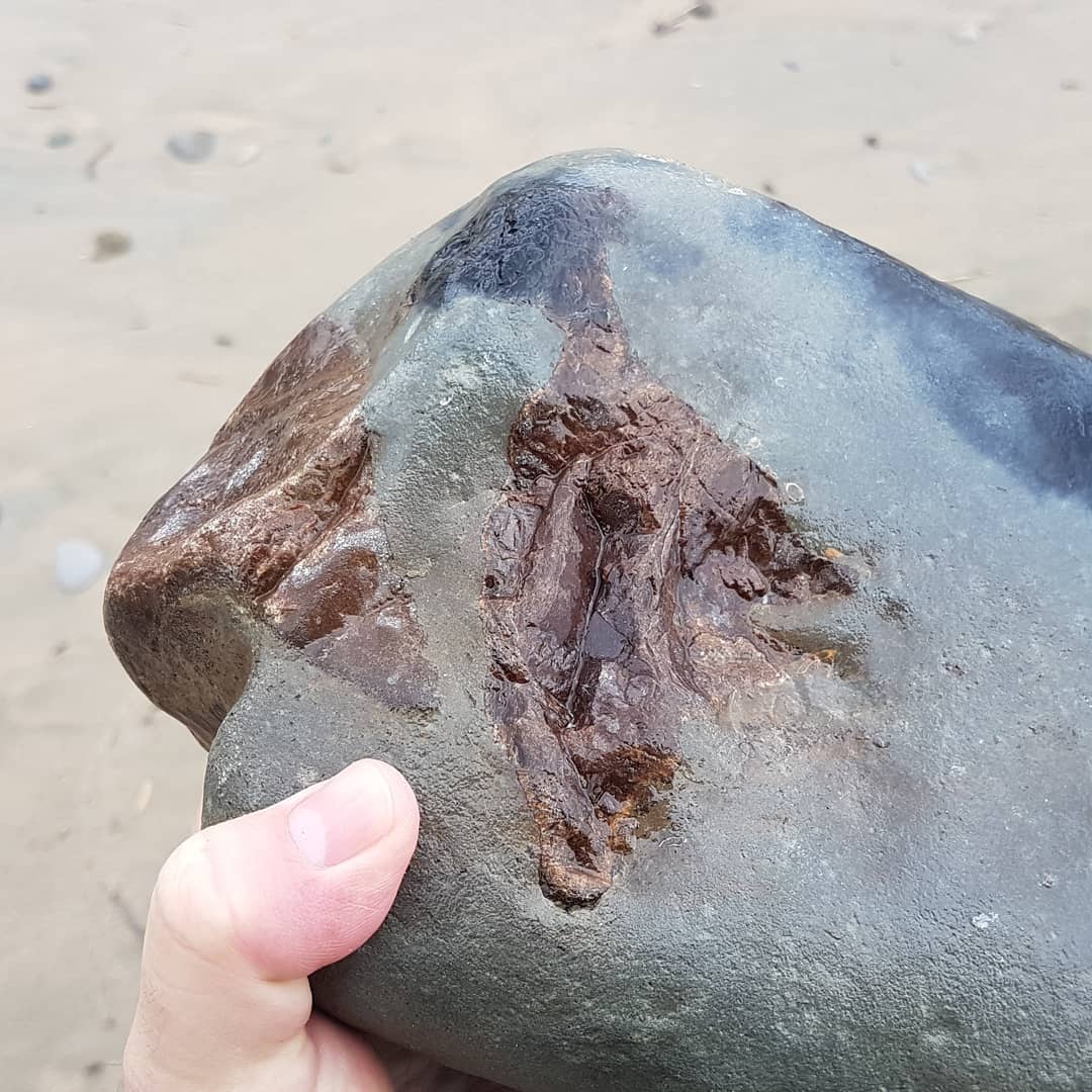 I braved the rain this afternoon and managed to find some quite large whale earbones 😁 it looks to be a large bulla and periotic, possible from a baleen whale given the size 🤔

      