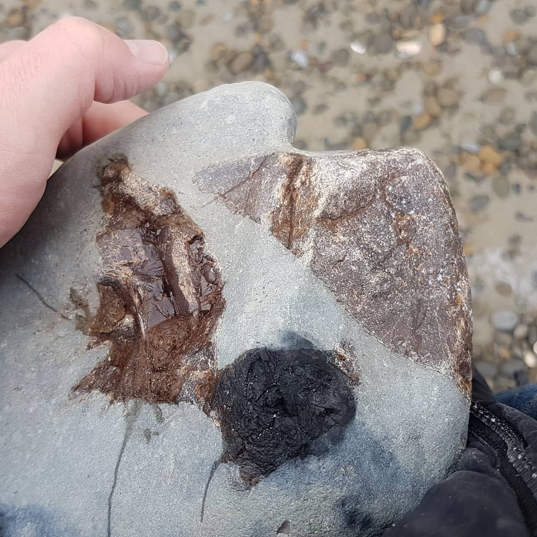 I braved the rain this afternoon and managed to find some quite large whale earbones 😁 it looks to be a large bulla and periotic, possible from a baleen whale given the size 🤔

      