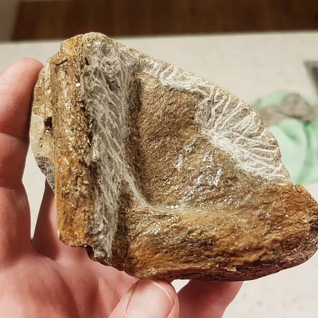 I need some help identifying this Cretaceous bone cluster. Does it look familiar to anyone? There is a round thin bone resting on top of a larger flat bone which seems to be made up of two surfaces. Suspect elasmosaur or other marine reptile.

       