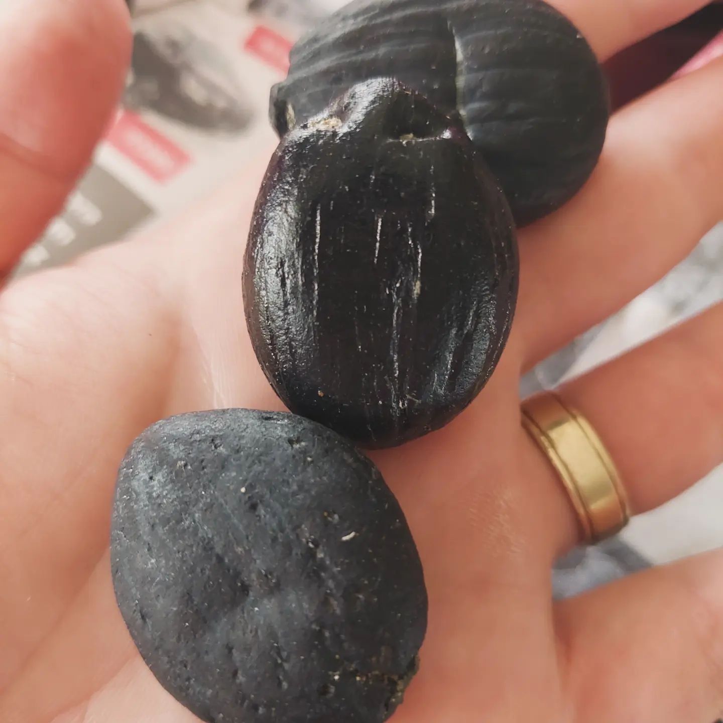 Some beautiful fossil coconuts from Nortland in New Zealand, they are roughly 15 million years old. They are Cocos zeylandica and show New Zealand used to be quite a bit warmer. I visited a fellow fossil hunter and she kindly gave me these, I'll have to go find some myself one day   

The scientific info is from the GNS website