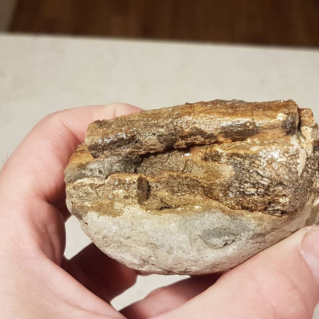 I need some help identifying this Cretaceous bone cluster. Does it look familiar to anyone? There is a round thin bone resting on top of a larger flat bone which seems to be made up of two surfaces. Suspect elasmosaur or other marine reptile.

       