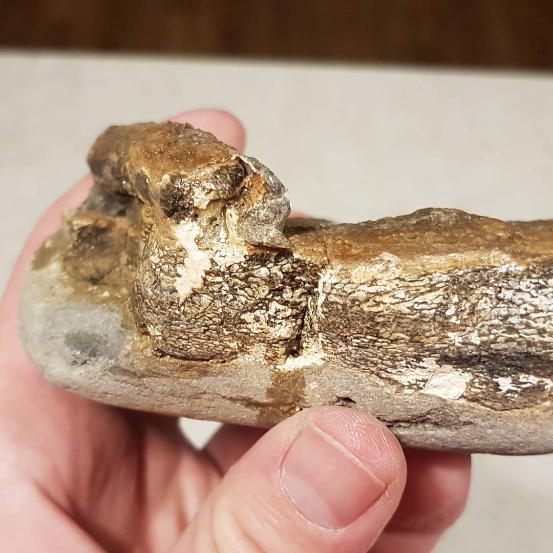 I need some help identifying this Cretaceous bone cluster. Does it look familiar to anyone? There is a round thin bone resting on top of a larger flat bone which seems to be made up of two surfaces. Suspect elasmosaur or other marine reptile.

       