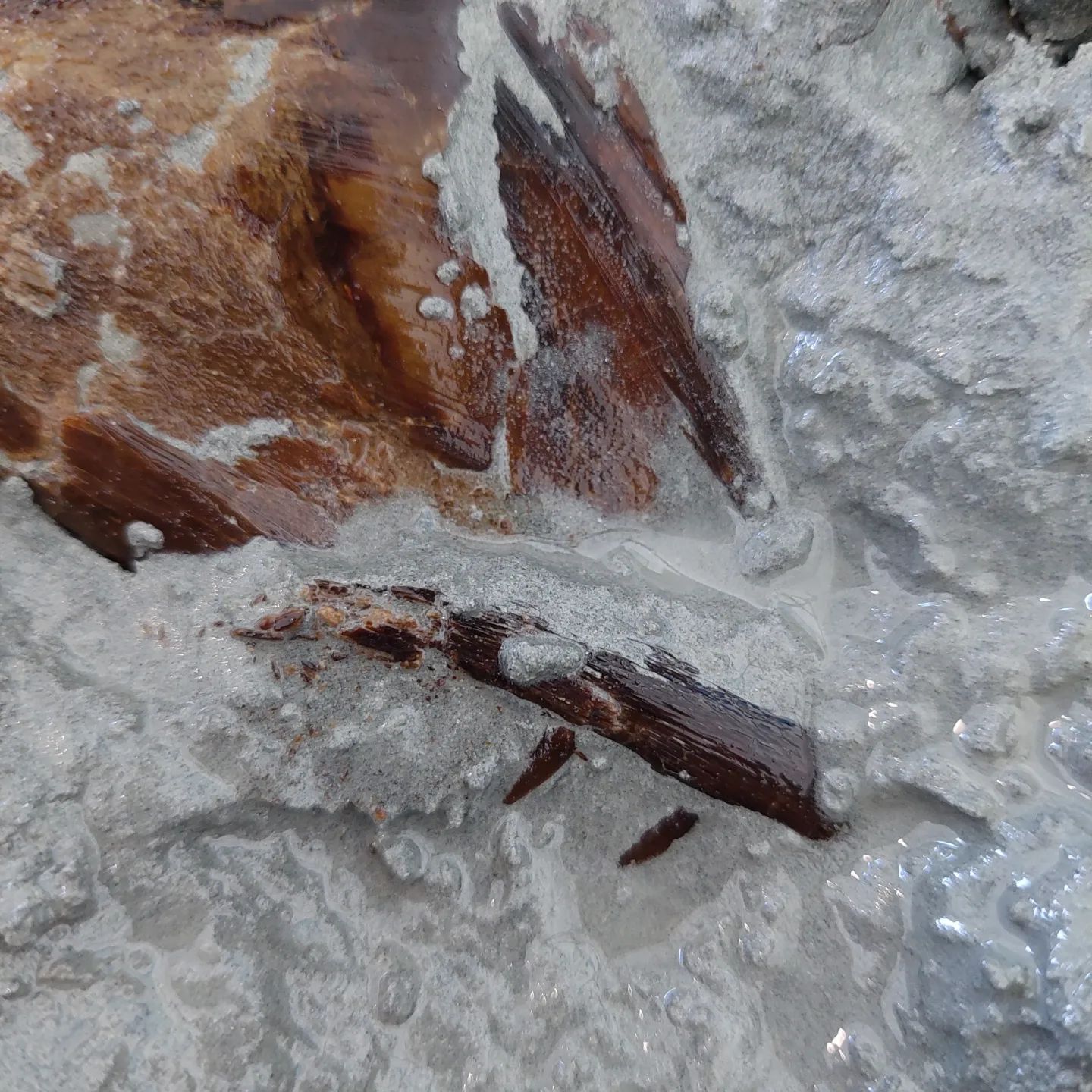 The skull has some teeth! An update photo on that fish skull I found over the weekend