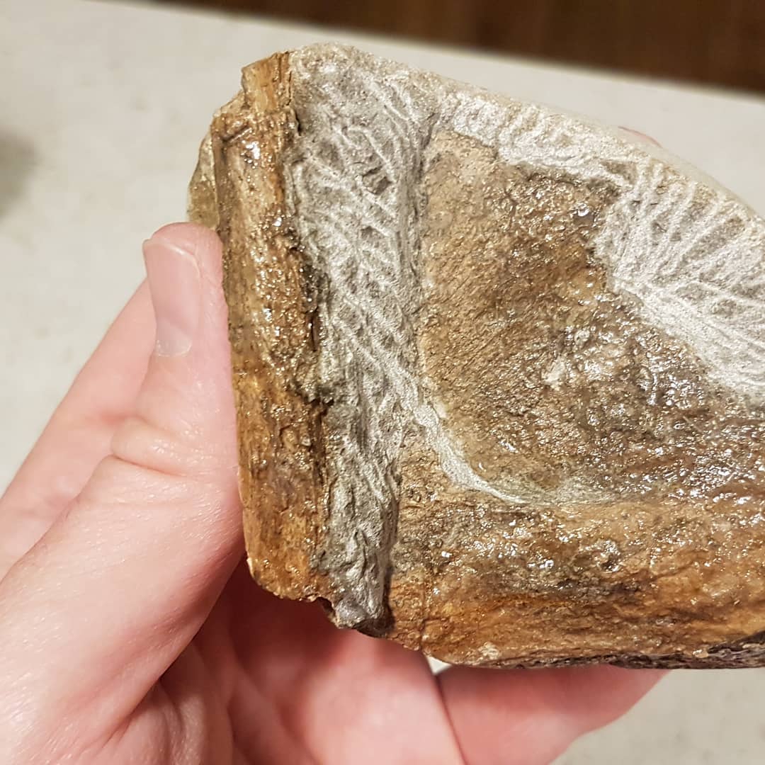 I need some help identifying this Cretaceous bone cluster. Does it look familiar to anyone? There is a round thin bone resting on top of a larger flat bone which seems to be made up of two surfaces. Suspect elasmosaur or other marine reptile.

       