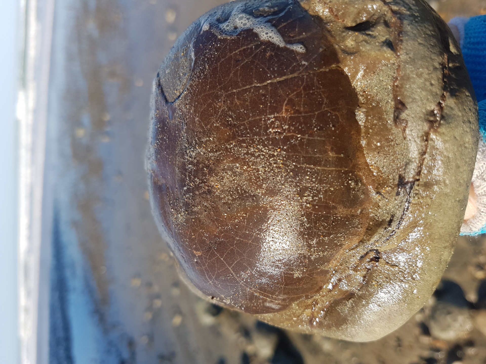 Tumidocarcinus medium with exposed shell