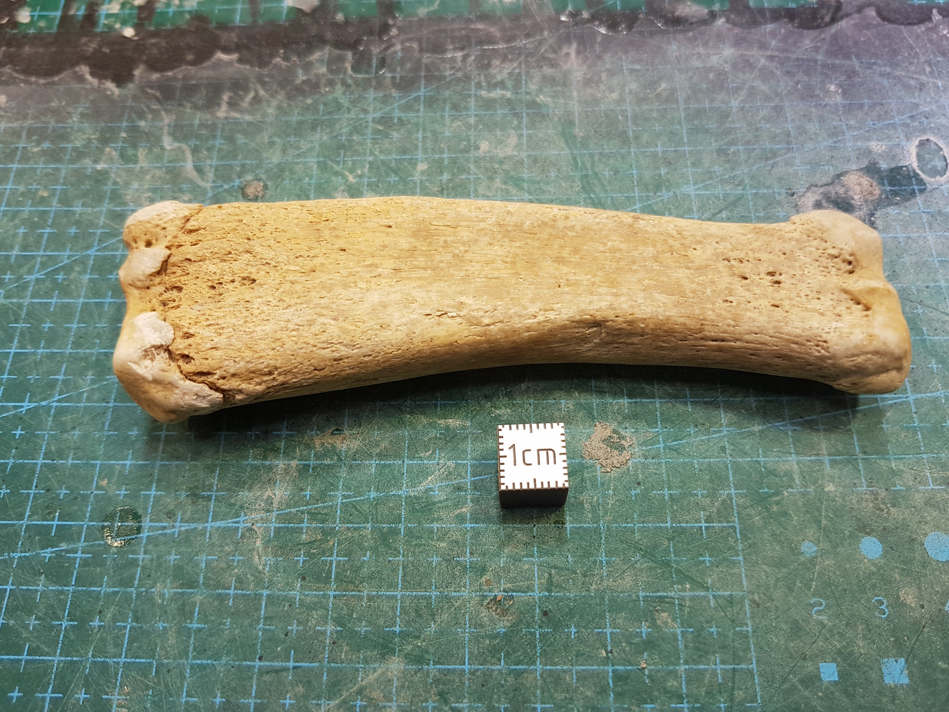 Seal bone (suspected)