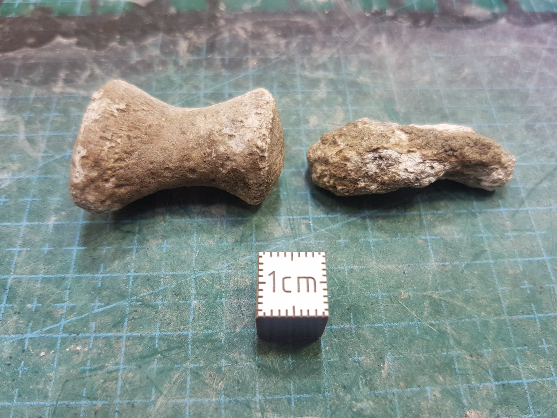 Cretaceous paddle bone and other bone fragment