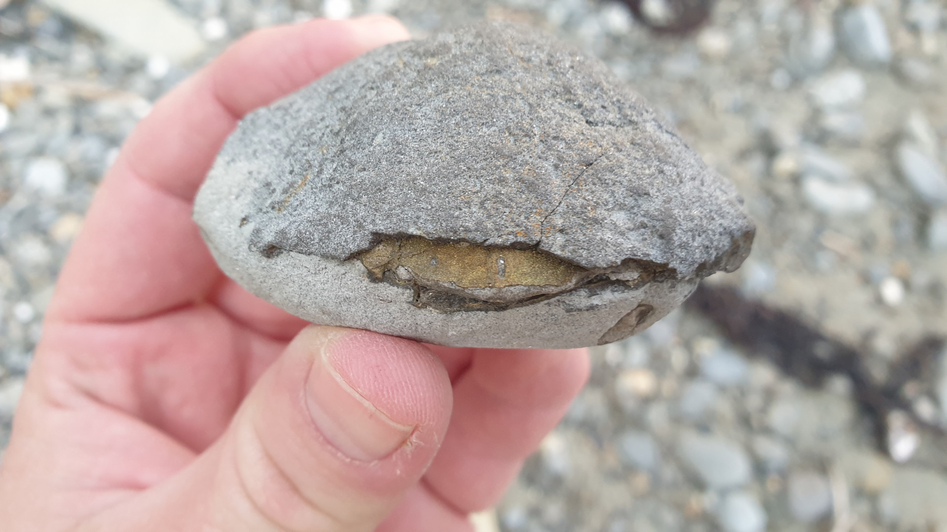 Pyritized fossil crab