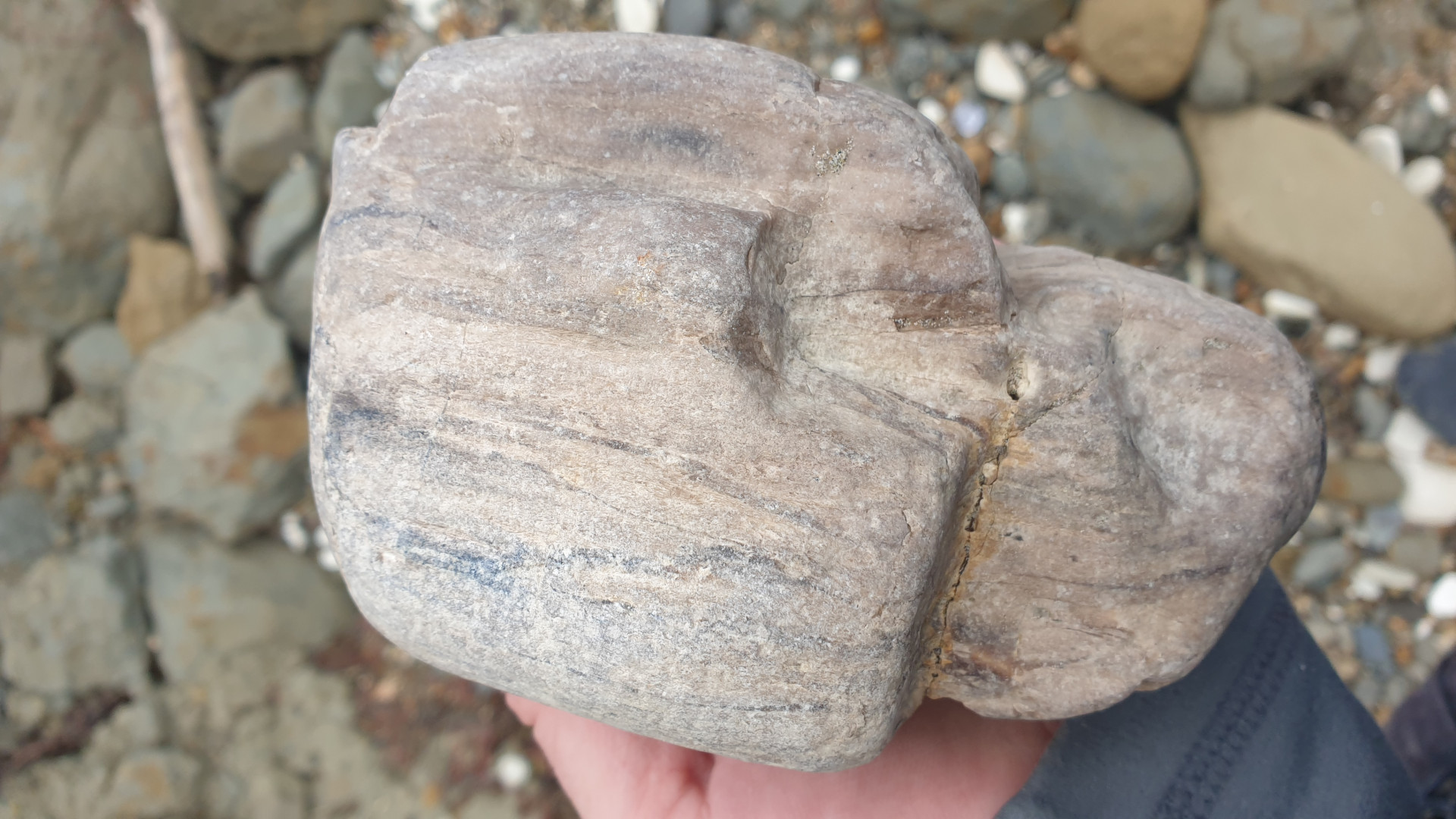 Petrified wood from a beach