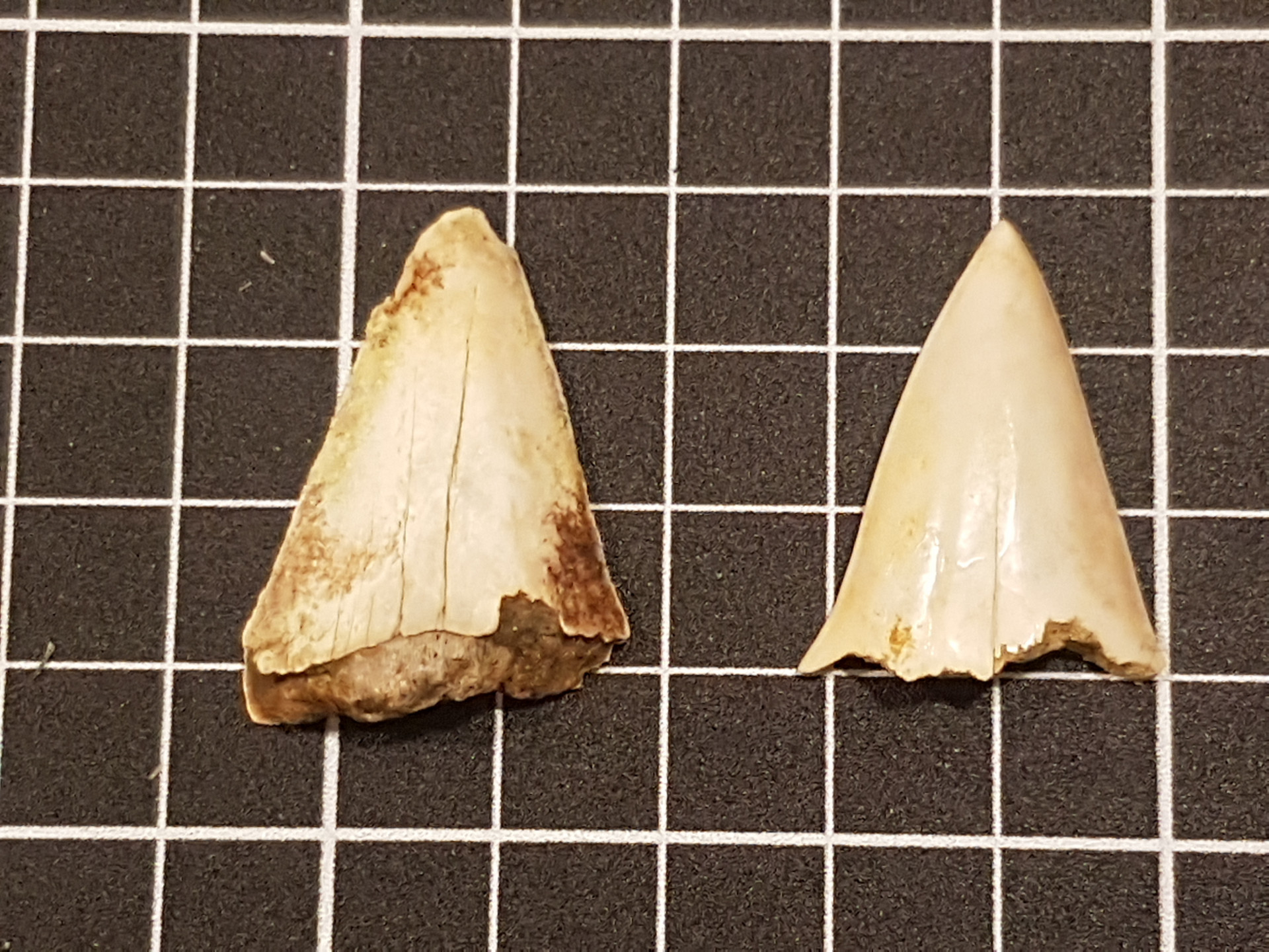 Mako (Isurus) shark tooth