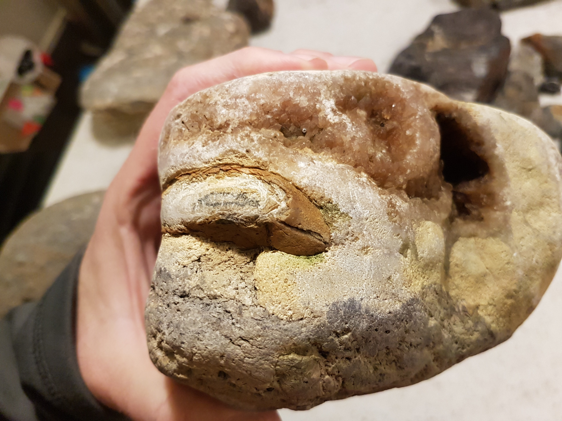 Hollow-looking Cretaceous bone
