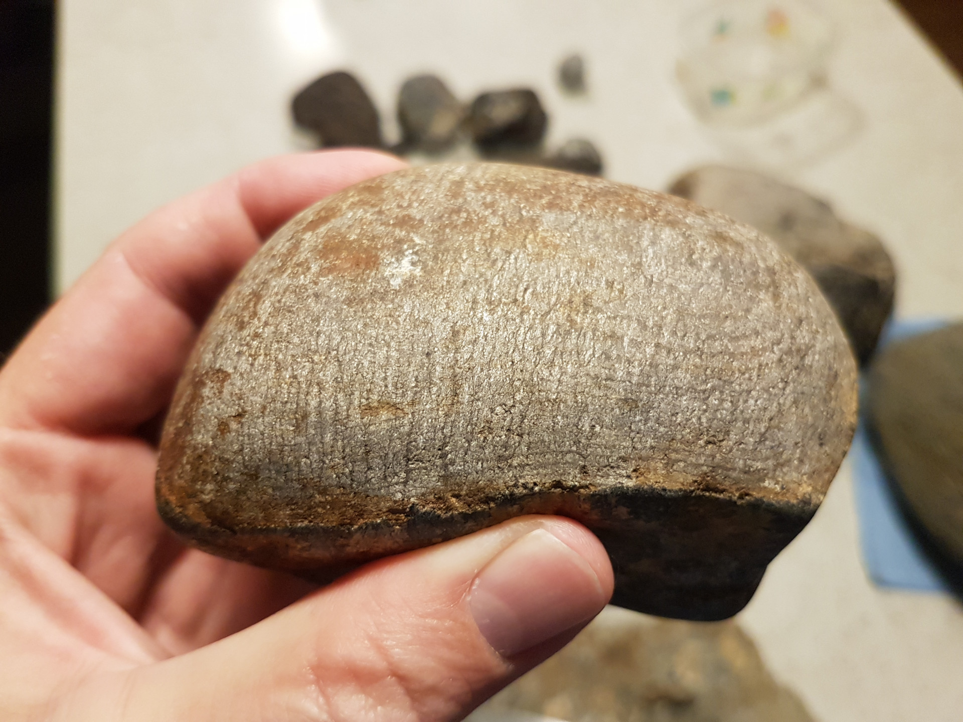Suspected petrified wood (Cretaceous)